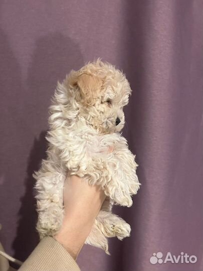 Мальтипу ф1f1 крем Мини и микро Москва