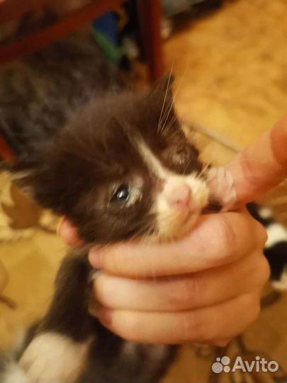 Котята могут остаться без зрения