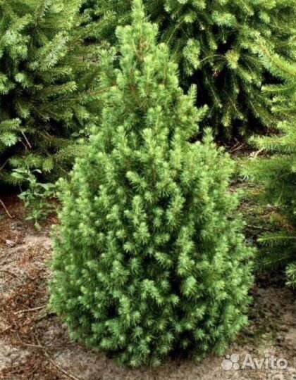 Ель канадская Коника