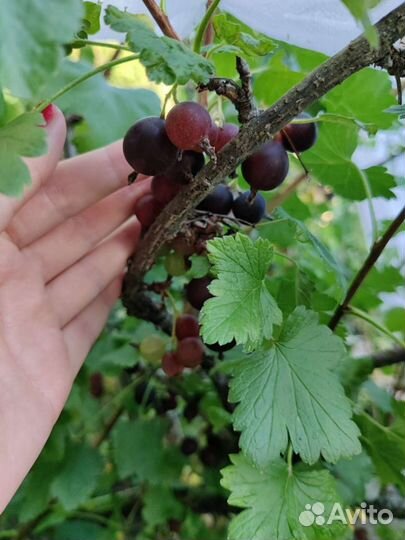 Инжир, йошта, лавр, папайя саженцы