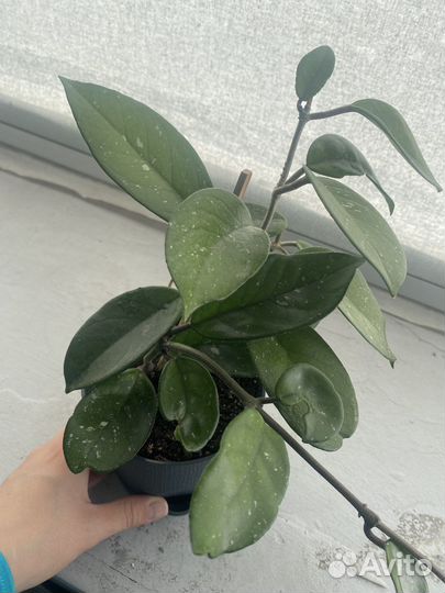 Комнатные растения