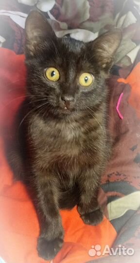 Черный котёнок