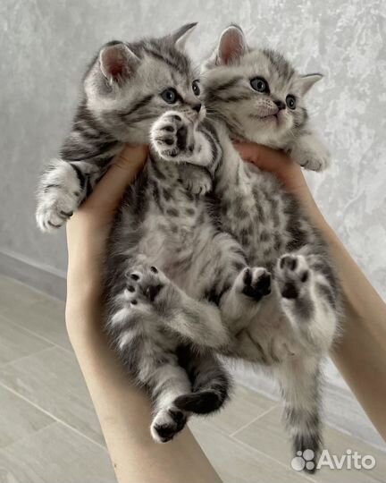 Шотландские котята