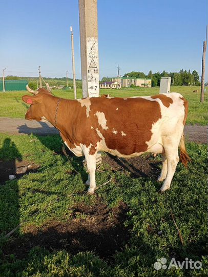 Корова с