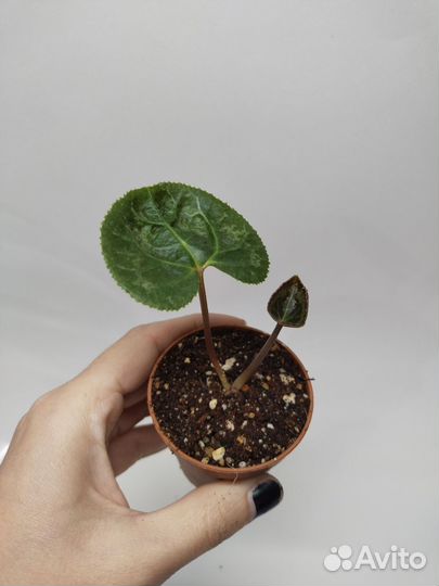 Цикламен персидский