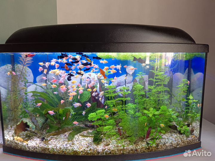 Тернеции гло, растения