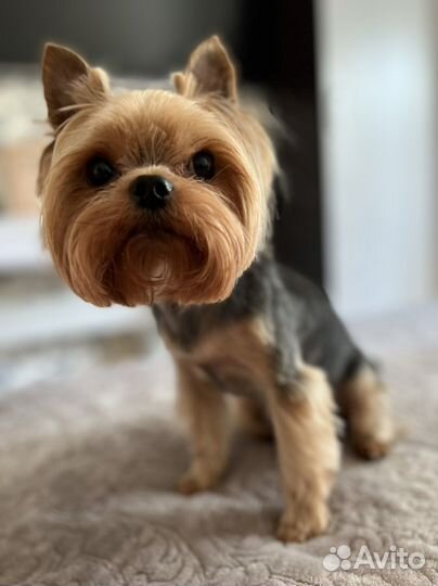 Йоркширский терьер вязка