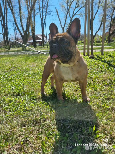 Вязка, доки РКФ