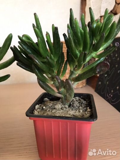 Крассула хоббит