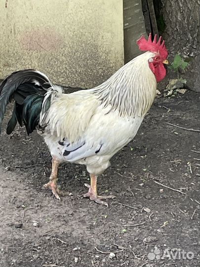 Петухи деревенские молодые