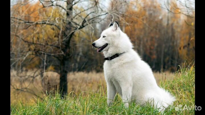 Ноутбук Lenovo G580-20157