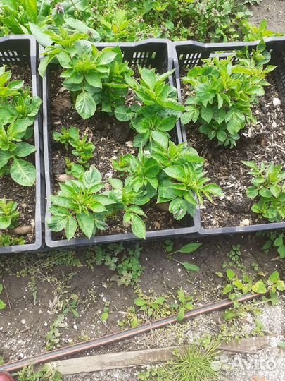 Кусты георгин