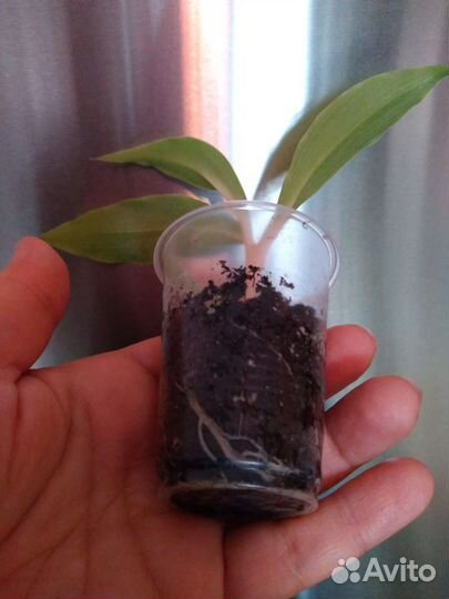 Семена Хлорофитума Оранж,роз. зефирантес,Гранат