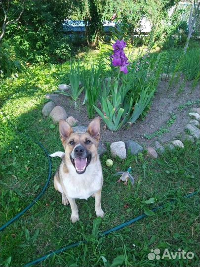 Отдам в добрые руки