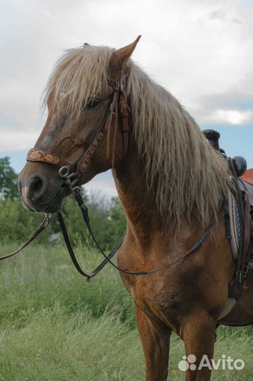 Седло и уздечка