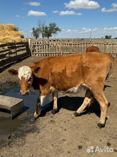 Корова стельная