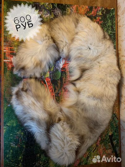 Шкура песца