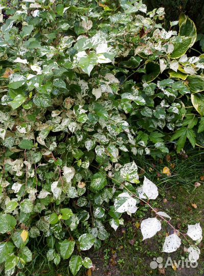 Горец японский. Спиреи