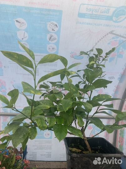 Лимон Мэйера