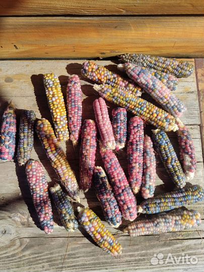 Семена цветной кукурузы