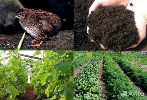 Оргааническое удобрение- Перепелины