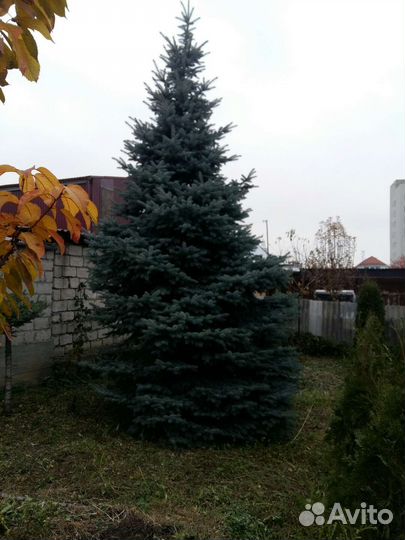 Ель голубая 5.5м