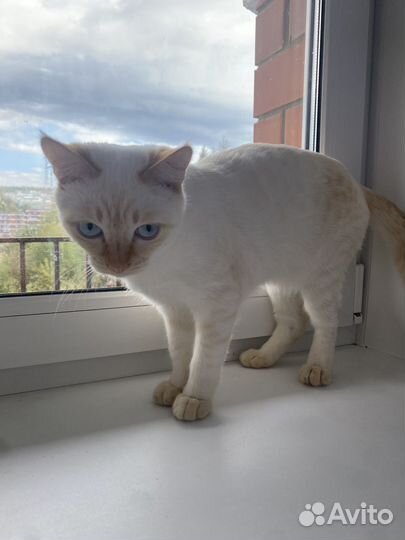 Кота в добрые руки