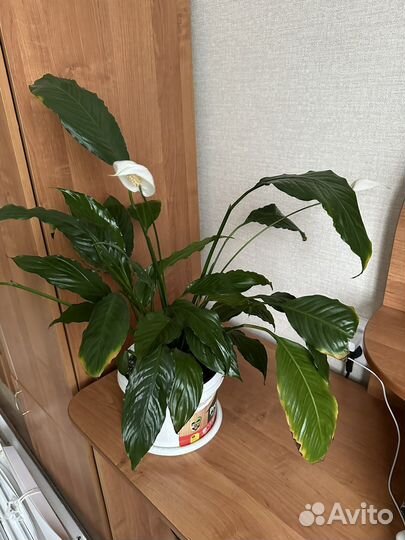 Спатифиллум