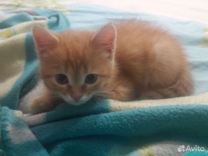 Котейка в дар