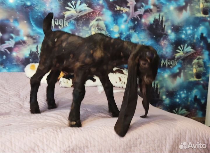 Козочка чп камори