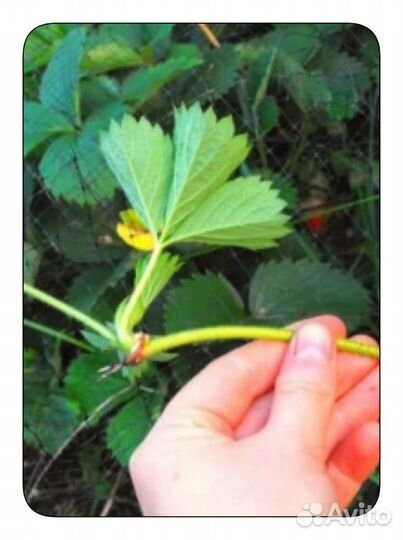 Рассада клубники