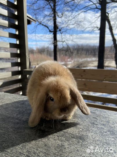Кролик minilop карликовый вислоухий