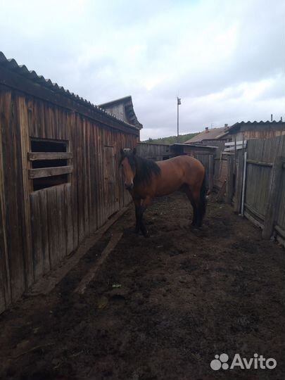 Продам лошадь.В любом виде