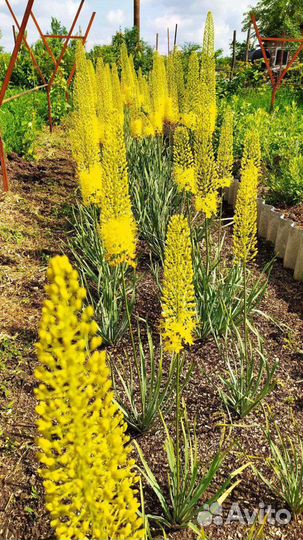 Эремурус сортовой