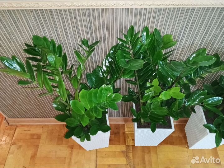 Замиокулькас в напольном кашпо