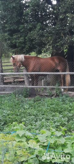 Продам лошадь