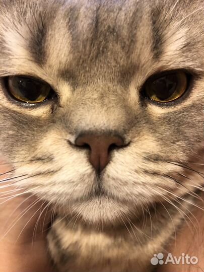 Шотландский котик ищет подружку