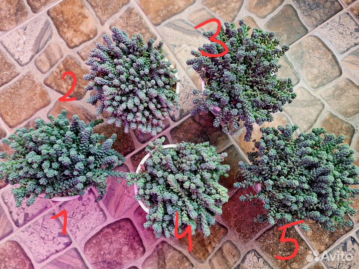 Sedum dasyphyllum major