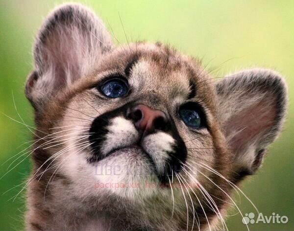 Картина по номерам 40x50 Маленький малыш