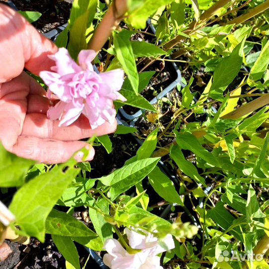 Каллистегия флоре плено лиана из питомника растени