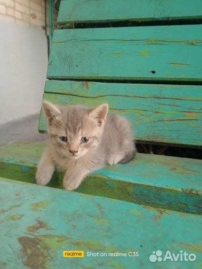 Котята ищут дом