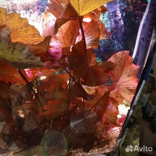 Аквариумные растения