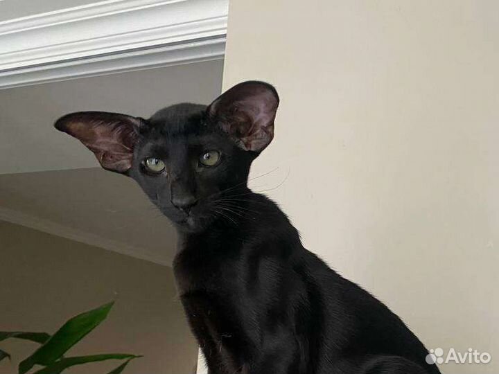 Ориентальная