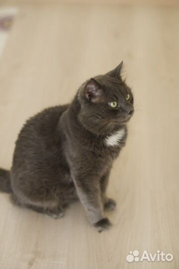 Томми очень ждёт своих людей (кот)