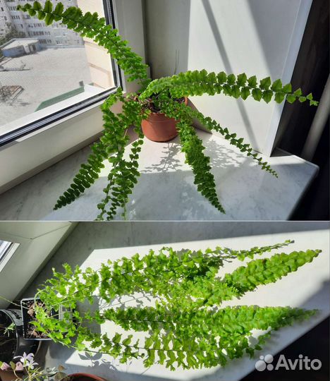 Вариегатные, ароидные, папоротники