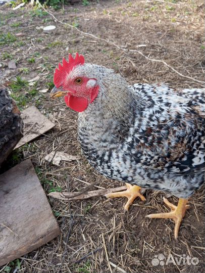 Петух порода Мастер грей