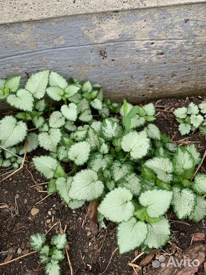 Почвопокровные многолетники