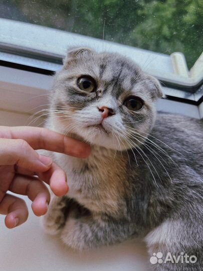 Кошечка вислоухая в добрые руки