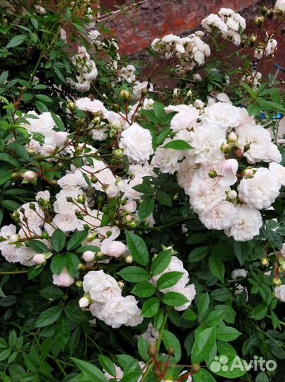 Вейгела розовая