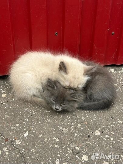 Котята в добрые руки